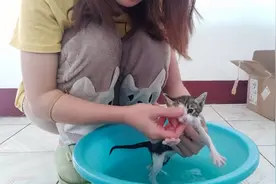 第一次给流浪小奶猫洗澡，一直啊啊的叫个不停，它能乖乖的让洗吗