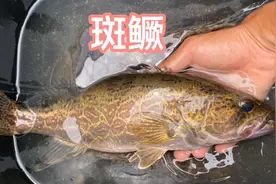 中国淡水鳜鱼种类合集视频封面