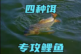 三月三，鲤鱼抢河滩，这四种饵料配方，聚鱼快，专攻大货视频封面