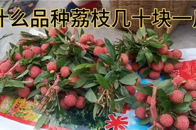 广东荔枝结束，四川荔枝却刚刚上市，价格是广东荔枝几十倍，信吗视频封面