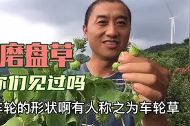 家乡一种少见的野草，它叫磨盘草，磨盘草却有很多用途，你认识吗视频封面
