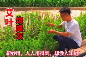 艾叶泡水要留意！艾草烧成灰新妙用，知道人不多，用途真不少视频封面