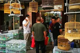 北方人常养的这些鸟，你养过没有？视频封面