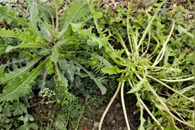 蒲公英苦苣菜傻傻分不清楚，手把手教你辨认蒲公英，看清两点就好视频封面