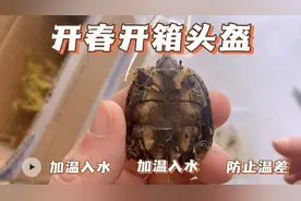 头盔开箱！新龟到家！入水加温！防止温差！视频封面