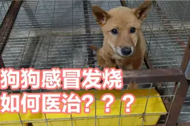 土狗养殖 狗狗感冒发烧不要慌 用这几个药自己也能轻松治好它！！视频封面
