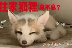 新手养狐入门系列：把狐狸当宠物养在家里臭不臭？视频封面
