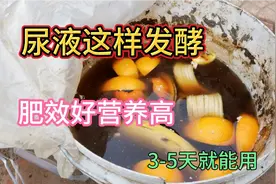 人尿发酵加点“料”，效果立刻提升好几倍，种啥菜也能长得好视频封面