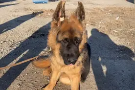 品质还不错的长毛德牧，老板一顿夸狗长得好看。网友：是这样吗？