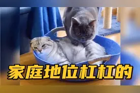 【搞笑配音】家庭地位拿捏得SS的，原来猫咪也怕老婆啊视频封面