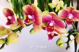 乔迁送什么花卉植物？视频封面