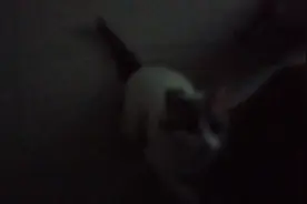 #评论区看看你们的小猫 咱家宠物🐶大哥最温柔`视频封面