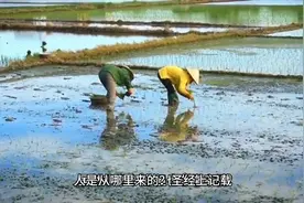 亚当和夏娃为什么要偷尝禁果视频封面