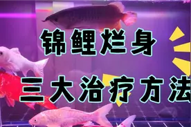 锦鲤，龙鱼，金鱼烂身大三治疗方法，台湾，视频封面