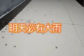 蚂蚁飞天 必有大雨视频封面