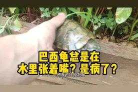 【乌龟】巴西龟总是在水里张嘴？是不是生病了呢？视频封面
