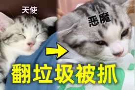 淘气小奶猫翻垃圾，被主人当场抓住！表情一脸不屑视频封面