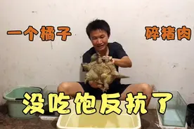 河边虾笼被偷了，只能喂鳄龟吃橘子和猪肉了，这家伙没吃饱反抗了视频封面
