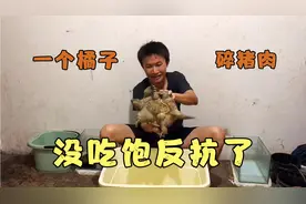 河边虾笼被偷了，只能喂鳄龟吃橘子和猪肉了，这家伙没吃饱反抗了视频封面