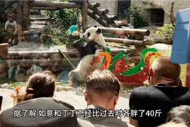 盘点世界上最爱熊猫的六个国家，最后一个简直是过着帝王般的生活视频封面