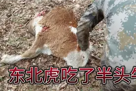 东北虎，兽中之王，名不虚传，吃了一头小牛犊，咬伤两头大牛视频封面