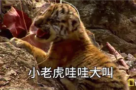 刚出生的4只小老虎哇哇大叫，不停的爬来爬去，真的是可爱啊视频封面