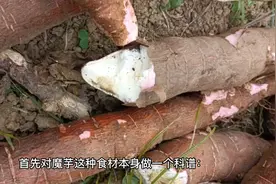 素毛肚魔芋爽的危害