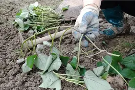 栽种红薯是直立好还是平放栽好？各有各的好处，用对方法产量翻倍