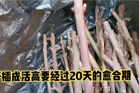 腊梅直接扦插就错了，要经过这样的处理发芽生根来的快视频封面
