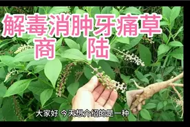 被称解毒消肿又被称为牙痛克星的一种植物——商陆你认识吗？视频封面