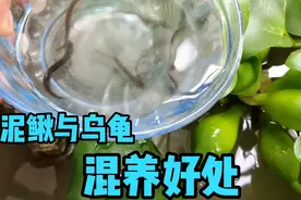 泥鳅鱼乌龟一起混养的好处，希望和睦相处