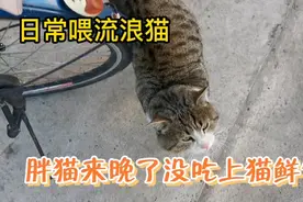 流浪胖猫来晚了，没吃上猫鲜包吃了猫条，馋猫自觉吃猫粮视频封面