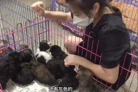 来养户家挑选灰泰迪，一下10只啥颜色都有，看得眼花缭乱，好壮观