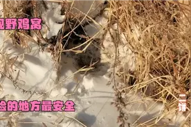 黑龙江小伙，发现一个野鸡窝，离屯子200米，最危险的地方最安全视频封面