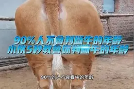 90%人不会判断牛的年龄，小伙5秒教会你判断牛的年龄？视频封面