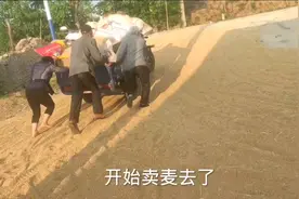 河南南阳小麦收割了，大哥一三轮车拉1636斤，卖了2470元，真不错视频封面