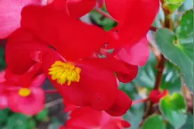 养四季海棠，掌握好这些养护技巧，四季开花，颜色漂亮！视频封面