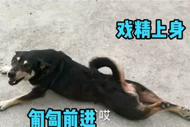 狗狗戏精上身，肚子贴地匍匐前进，还一个劲的往主人身上凑卖萌视频封面