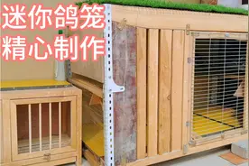 迷你版鸽子笼，最多养五六只鸽子，废物利用，亲手制作。视频封面