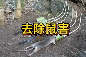 教你一招就解决地里的鼠害，真的太厉害了！