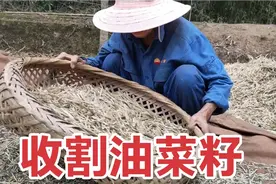 四川广元农村收割菜籽，老妈用这个方法打菜籽，半小时100斤菜籽视频封面