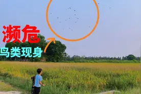 全球 濒危 鸟类禾花雀成群现身广东湛江视频封面