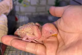 零天手养牡丹鹦鹉十八天，这家伙已经这么大啦