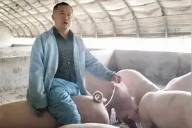 给母猪输精过程中的细节，决定产仔数的多少视频封面