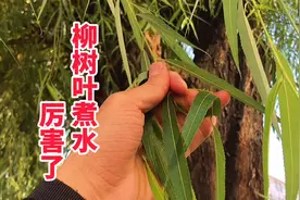 “柳树叶煮水”作用厉害了，柳叶2个神奇妙用，解决不少家庭困扰