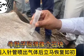 牛肚子胀的像个石块，插入针管后排出气体，立马恢复如初。视频封面