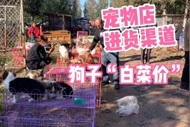 宠物店绝对不会告诉你的“进货渠道”上万品种的狗子，全部白菜价