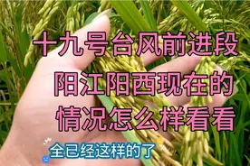 广东阳江阳西十九号台风前阵风势有多猛来看看呗！视频封面