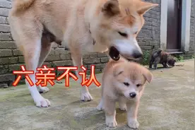 小狗多长时间能适应新环境？大狗会真的咬小狗吗？把主人吓一跳视频封面