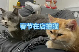 猫贩子春节期间收不到猫天天在店无聊撸猫，有猫陪伴的快乐你不懂视频封面